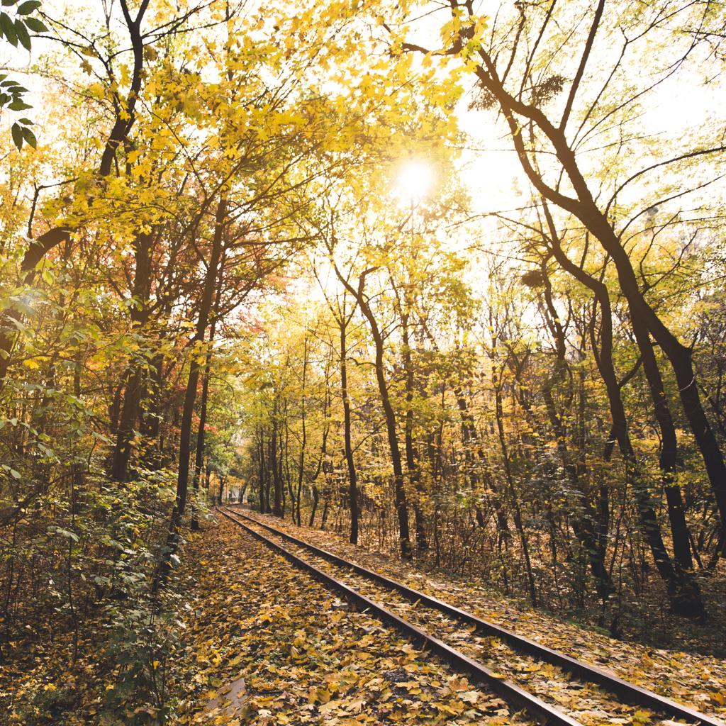 železnice v podzimním lese - Fotografie, Obrázek