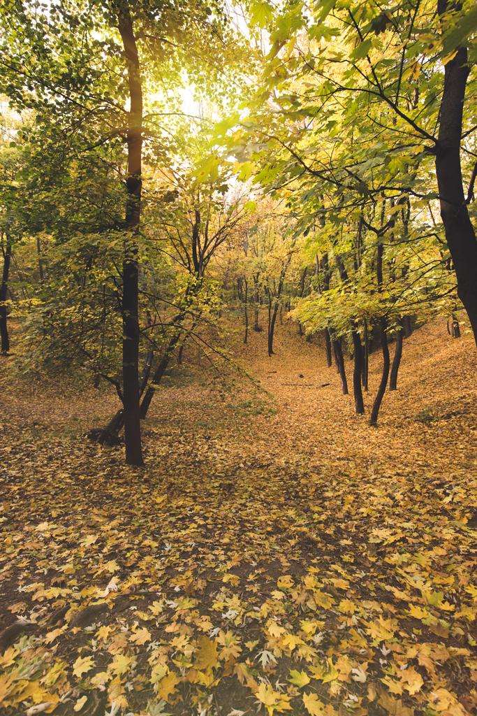 Belle forêt d'automne - Photo, image