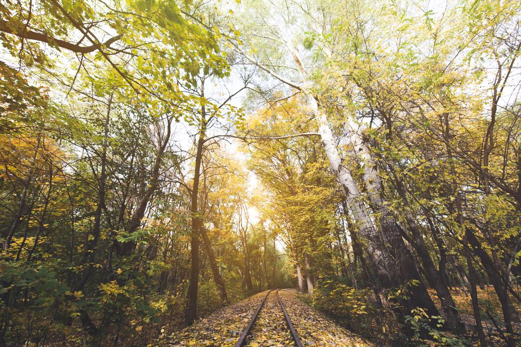 σιδηρόδρομος στο δάσος φθινόπωρο - Φωτογραφία, εικόνα