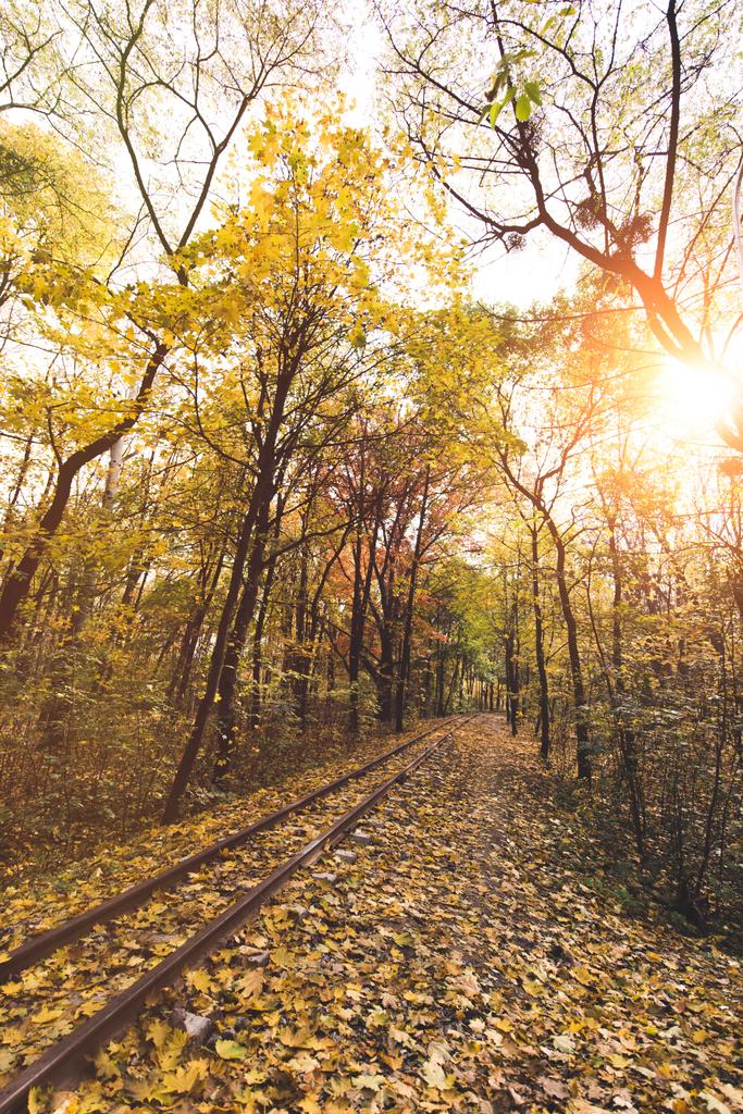železnice v podzimním lese - Fotografie, Obrázek