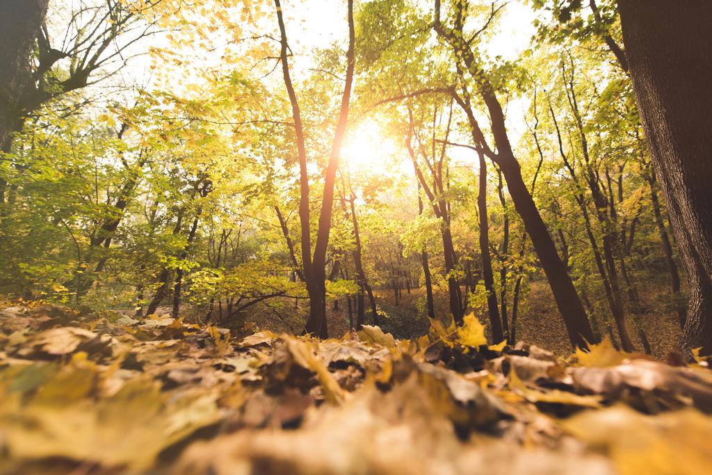 Πεσμένα φύλλα στο φθινόπωρο δάσος - Φωτογραφία, εικόνα