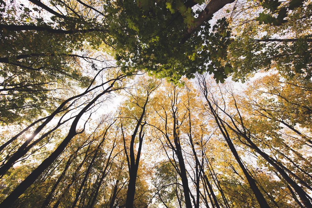 Jesienny las w słoneczny dzień - Zdjęcie, obraz