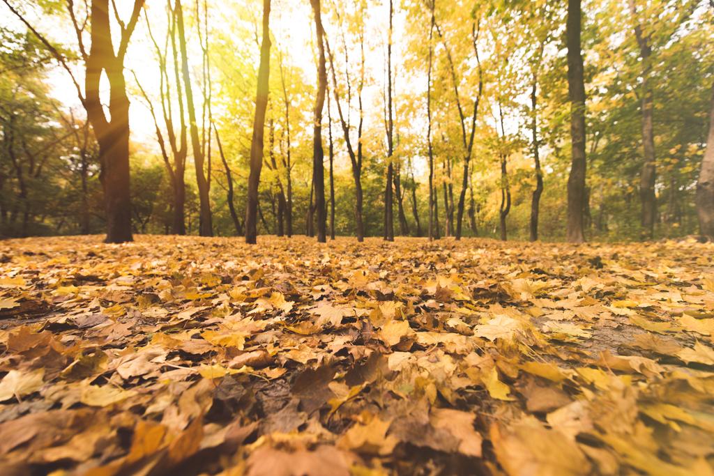 晴れた日に秋の森の落ち葉のクローズ アップ ショット ロイヤリティフリー写真 画像素材