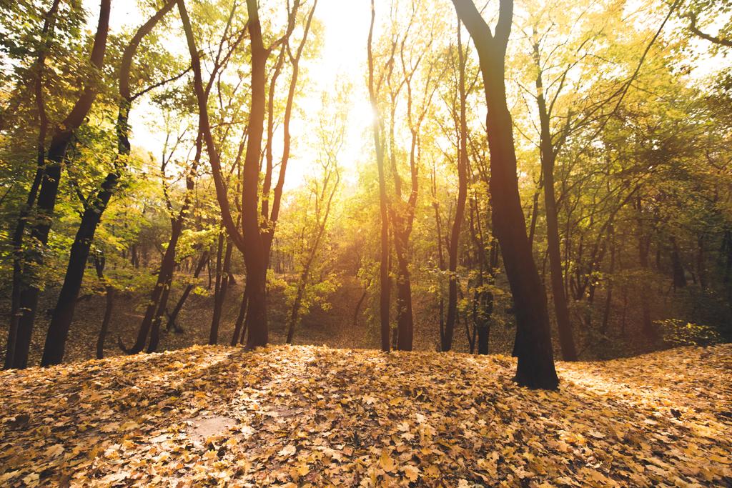 Podzimní les za slunečného dne - Fotografie, Obrázek