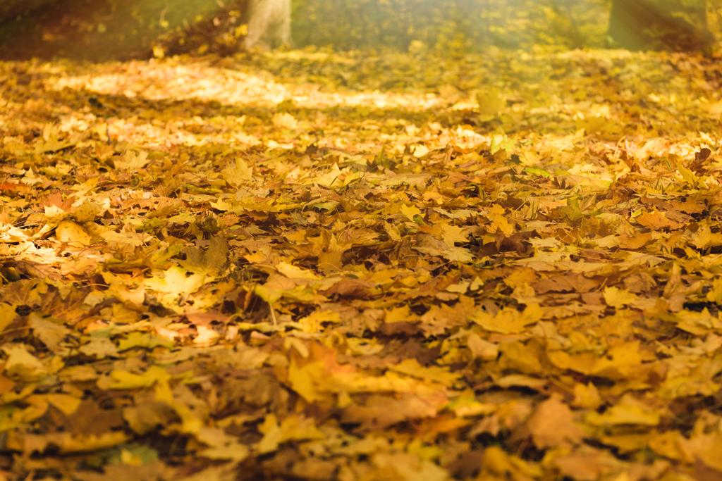 fallen golden leaves park - Photo, Image