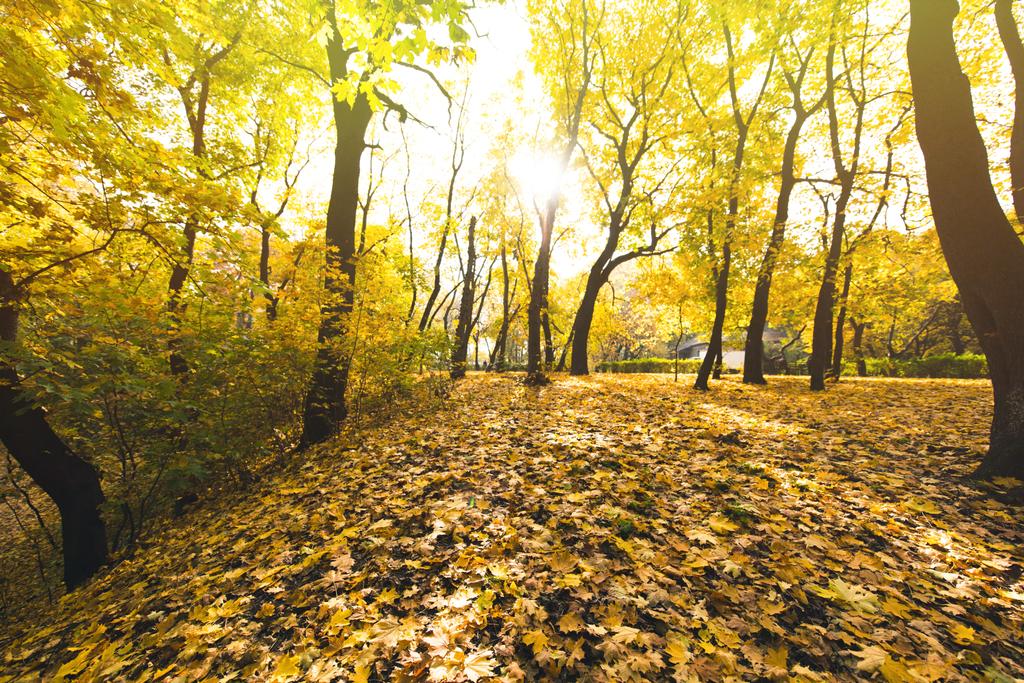 őszi erdő, lehullott levelek borított - Fotó, kép