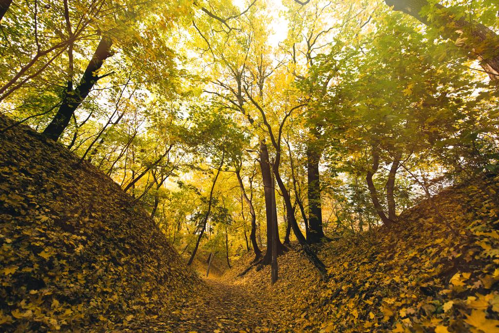 herfst park bedekt met gevallen bladeren - Foto, afbeelding