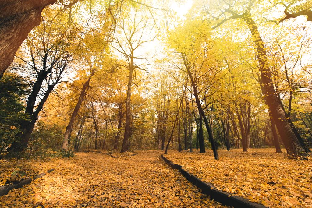 Straße im Herbstpark mit Laub bedeckt - Foto, Bild