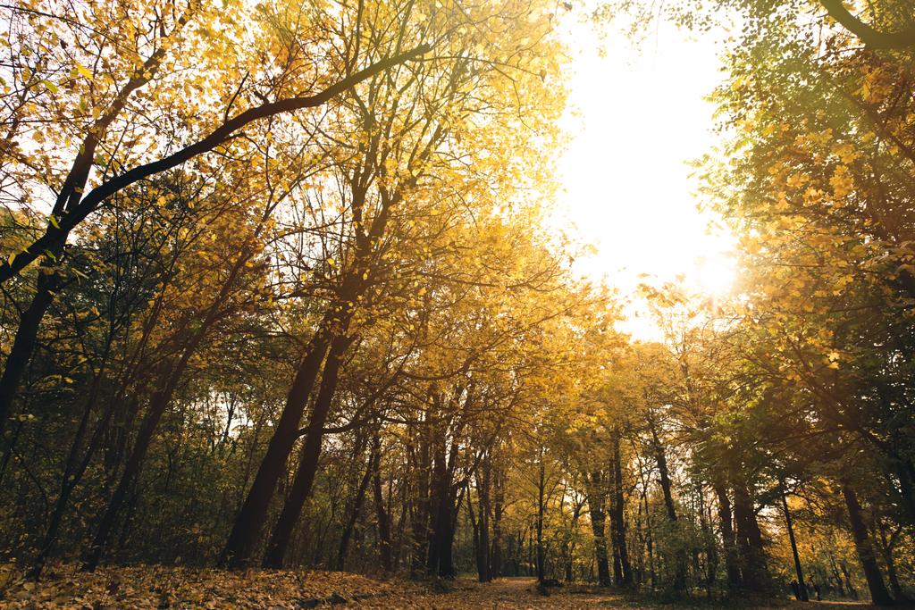Φθινόπωρο πάρκο με δέντρα χρυσή - Φωτογραφία, εικόνα