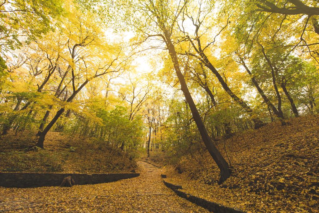 Camino en el parque de otoño - Foto, Imagen