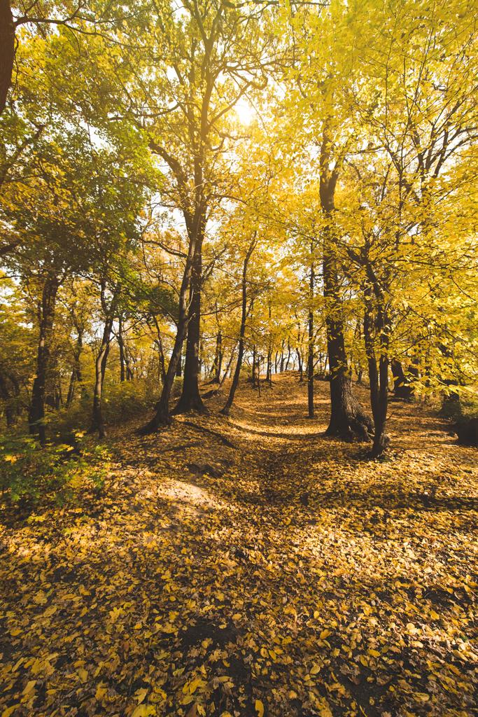Camino en el parque de otoño - Foto, imagen