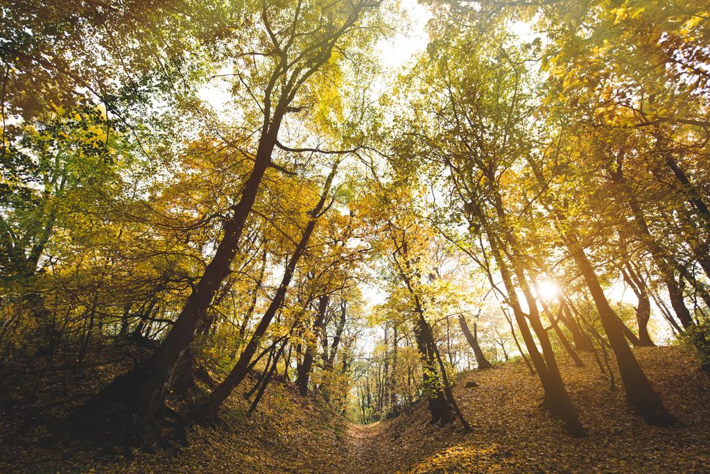 gyönyörű őszi park  - Fotó, kép
