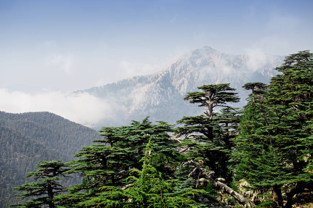 Rara e minacciata foresta di cedri libanesi sul monte Tahtali in Turchia
 - Foto, immagini
