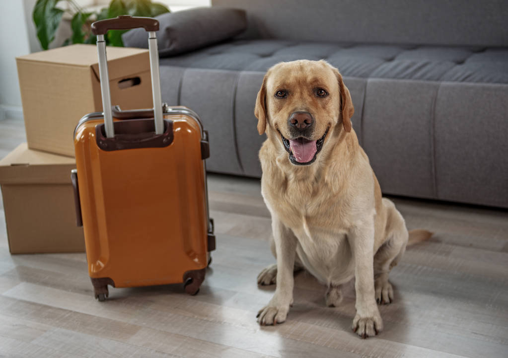Gelukkig jonge labrador situeren in de buurt van grote bagage - Foto, afbeelding