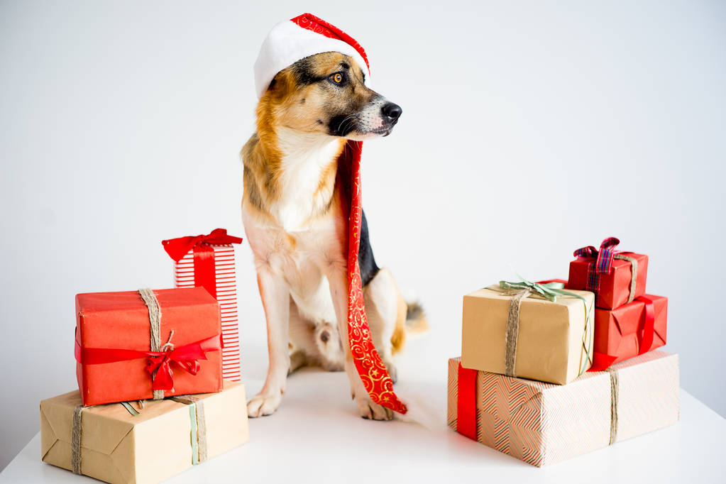 Vánoce se psem - Fotografie, Obrázek