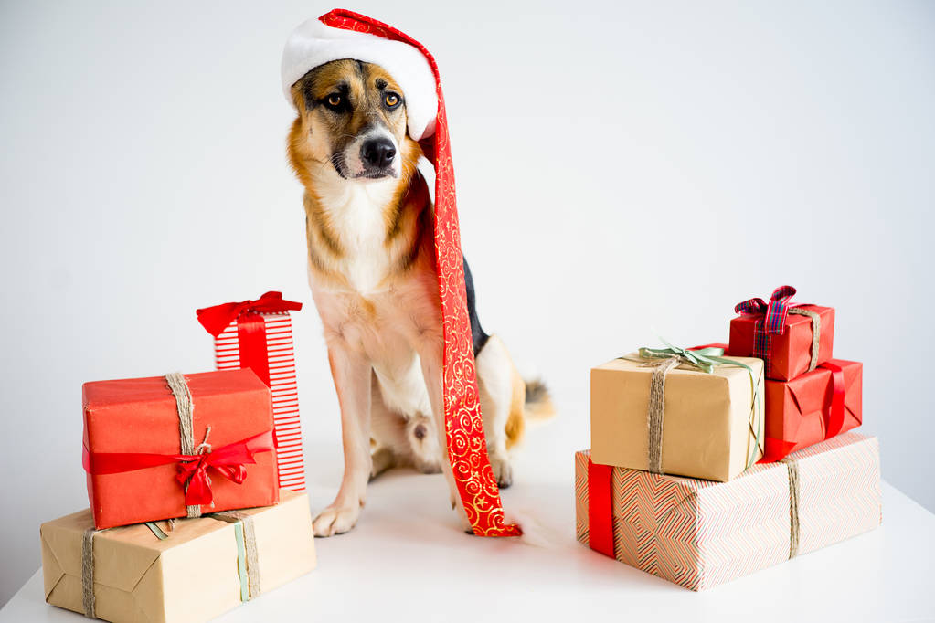 Christmas with a dog - Photo, Image