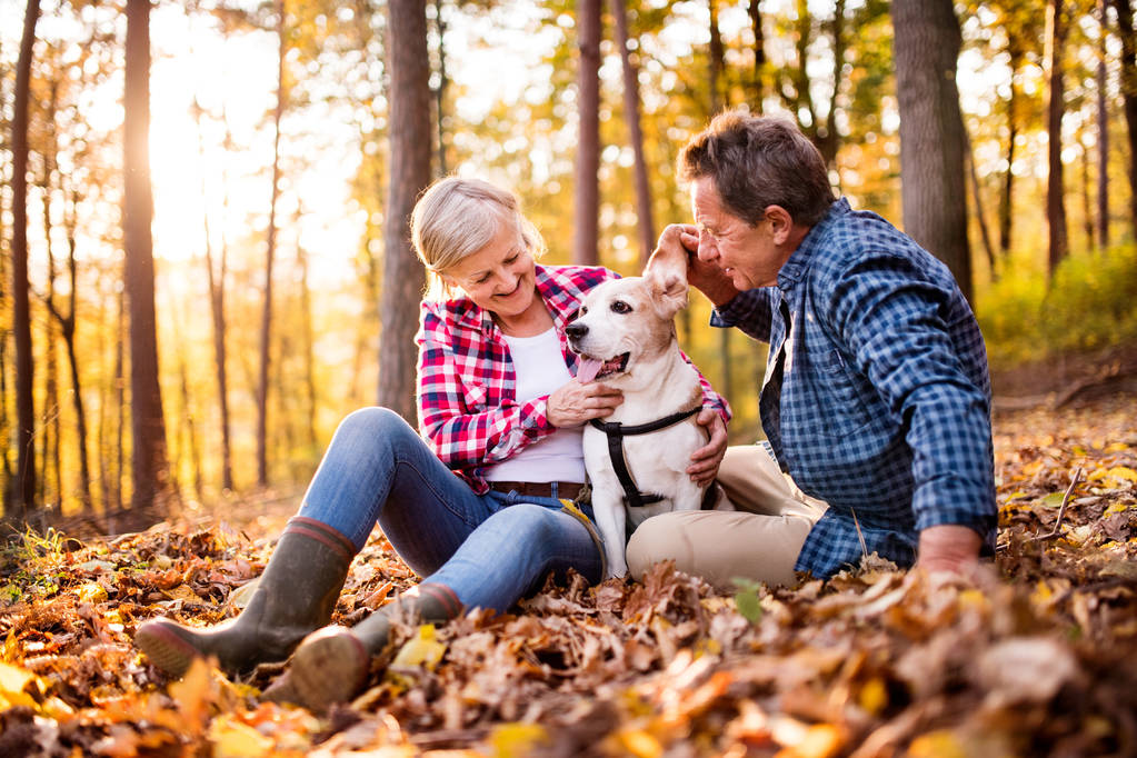 Senior pareja con perro en un paseo en un bosque de otoño
. - Foto, imagen