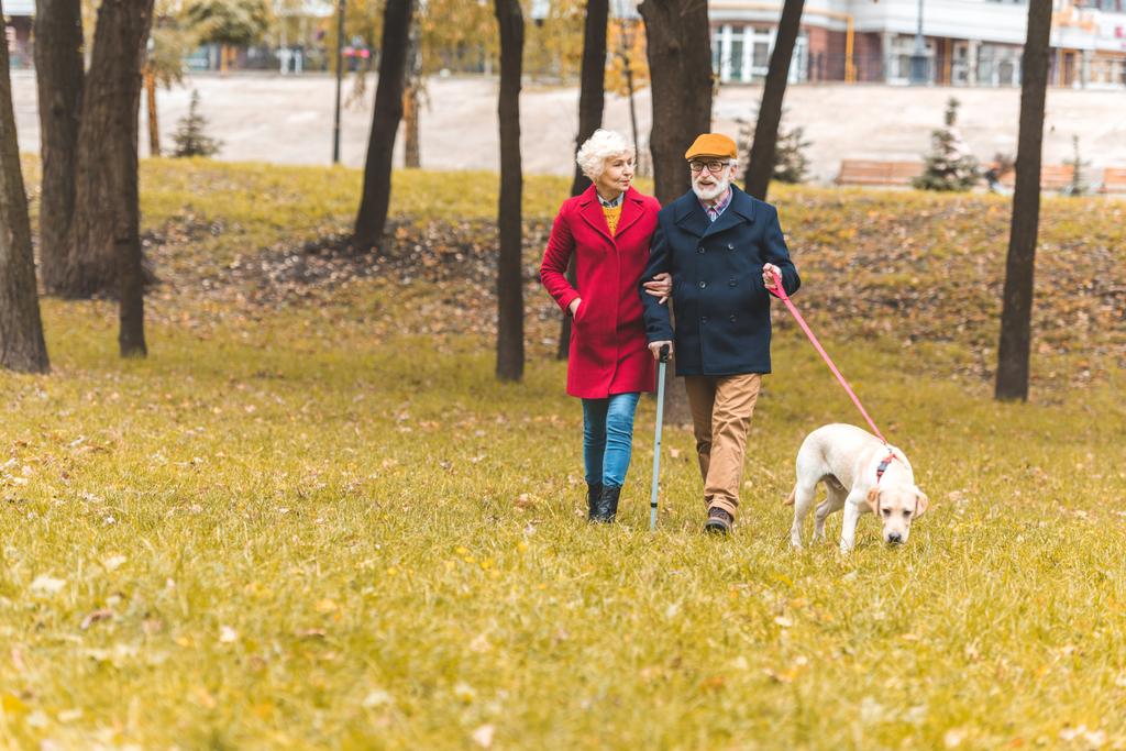 couple sénior avec chien dans le parc d'automne
  - Photo, image