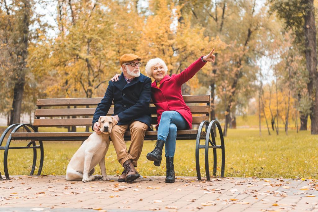 senior couple with dog   - Photo, Image