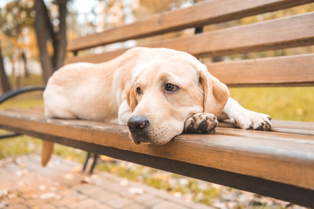 bankta üzgün köpek - Fotoğraf, Görsel