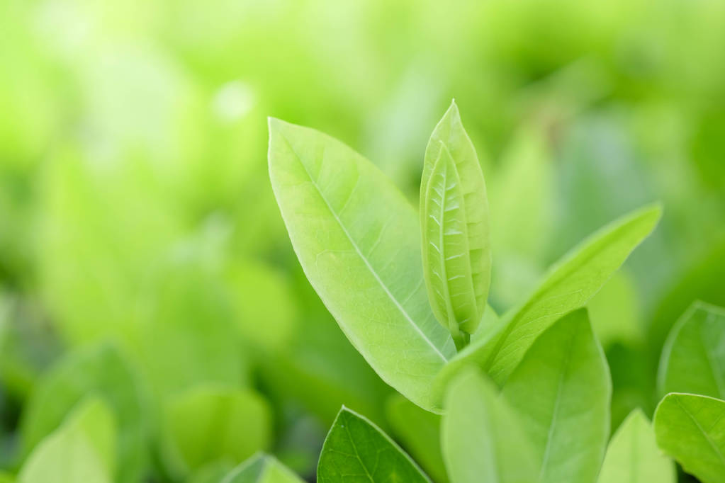 Natuurlijke groene planten achtergrond of behang. natuur uitzicht op groen blad in de tuin in de zomer onder zonlicht.  - Foto, afbeelding
