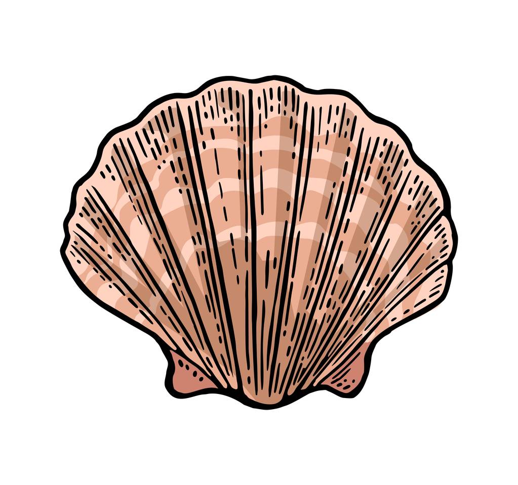 Sea shell mantel. Kleur gravure vintage illustratie. Geïsoleerd op witte achtergrond. - Vector, afbeelding