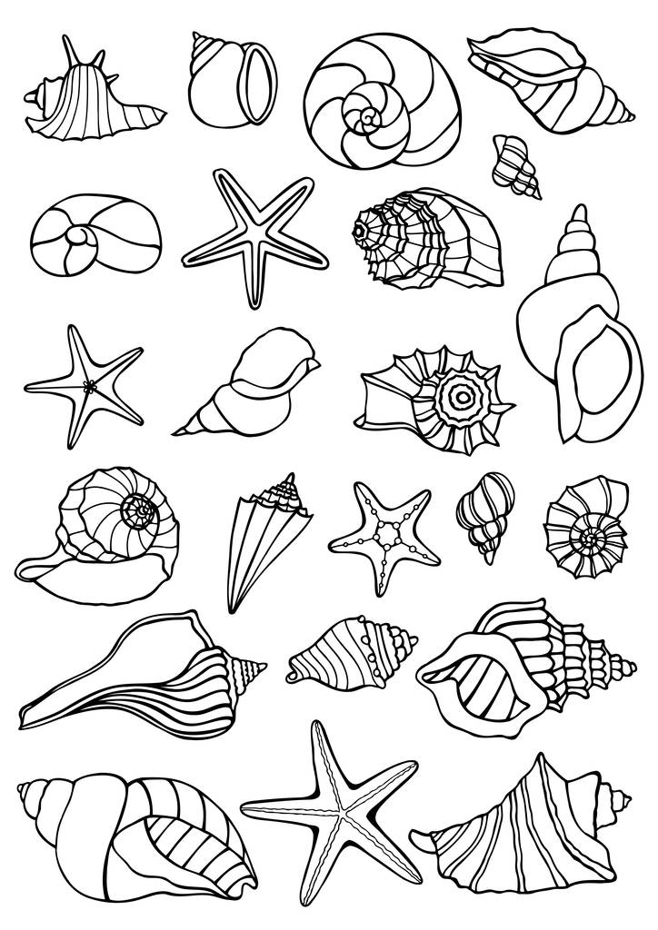 Conjunto de vectores de conchas marinas vintage
. - Vector, imagen