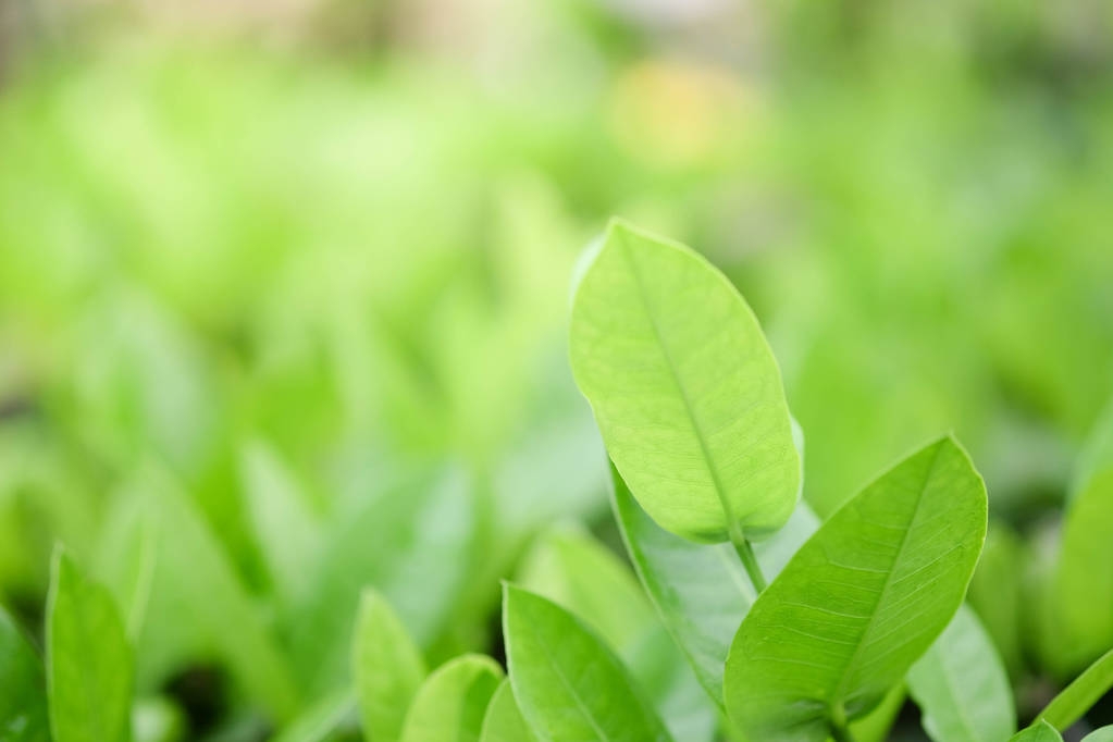 Plantas verdes naturais fundo ou papel de parede. vista da natureza da folha verde no jardim no verão sob a luz solar.  - Foto, Imagem