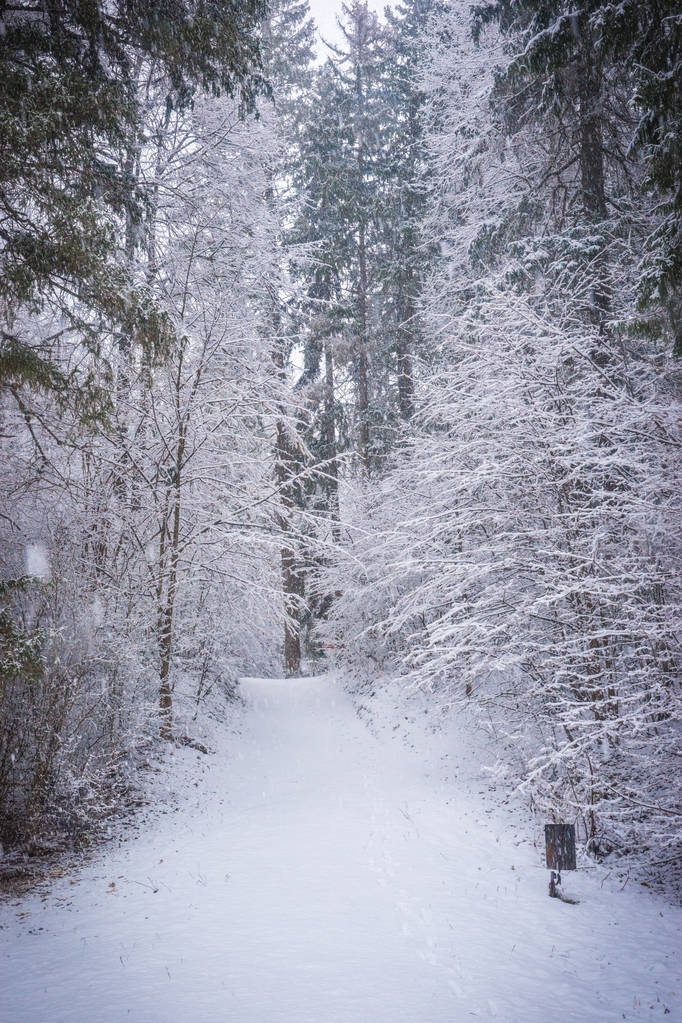 Árboles forestales y arbustos profusamente cubiertos de nieve esponjosa, Rusia
 - Foto, imagen