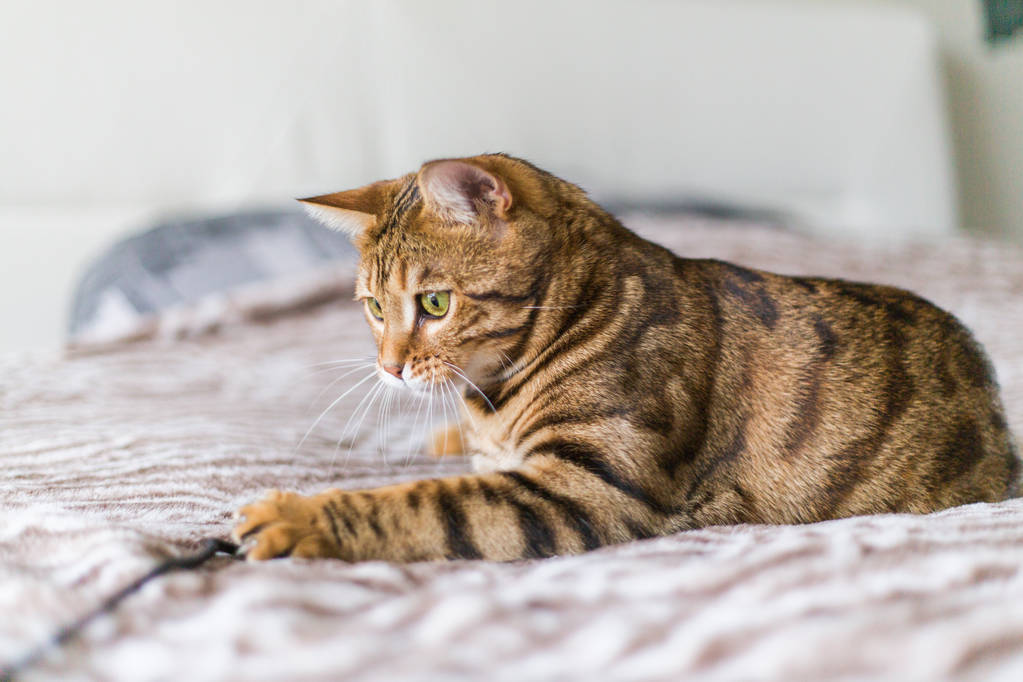 Evde fare oyuncakla oynamak güzel bengal kedisi - Fotoğraf, Görsel