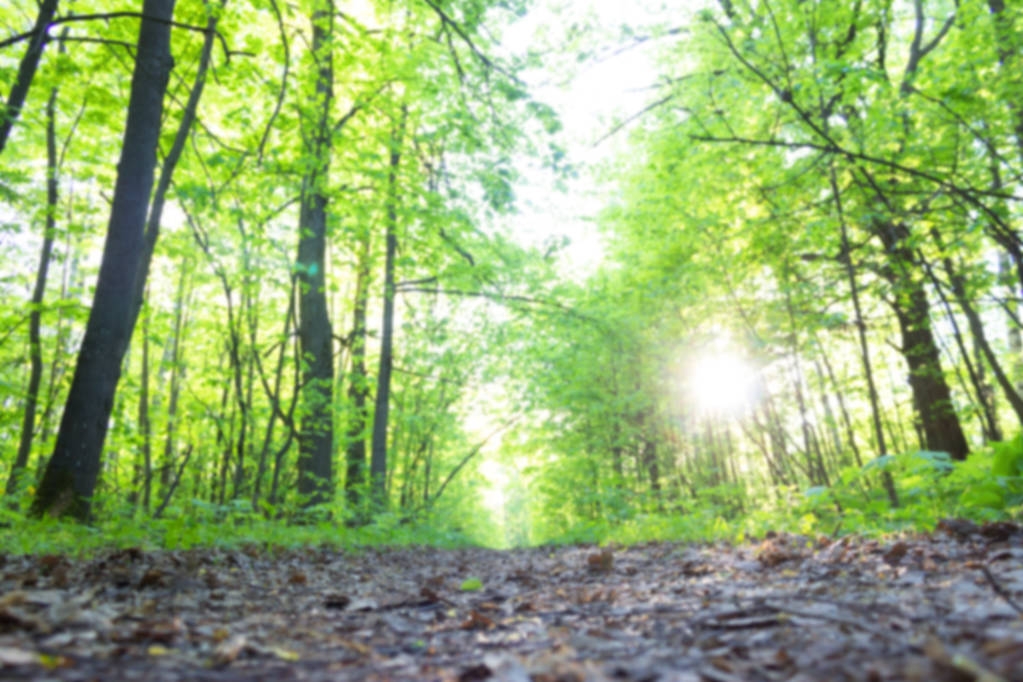 Fußweg im grünen Frühlingswald - Foto, Bild
