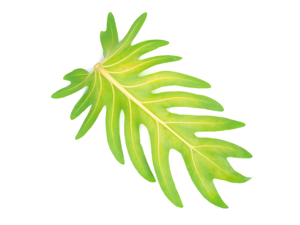 Foglia d'albero di pianta tropicale, concetto di vacanza e relax: piccole foglie biglietto di auguri design decorazione sfondo idea
 - Foto, immagini