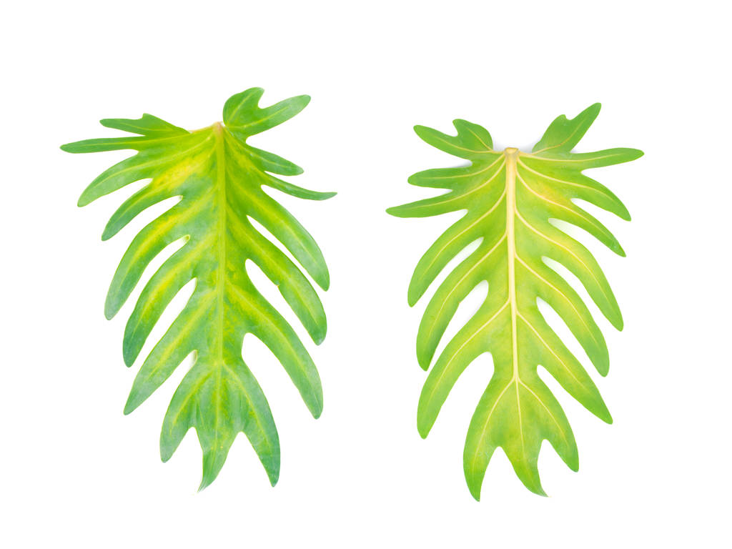Древесный лист тропического растения, концепция отдыха и релаксации: идея оформления поздравительной открытки с небольшими листьями
 - Фото, изображение