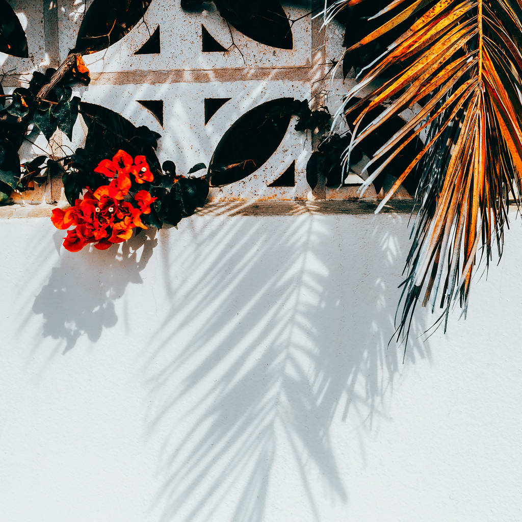 熱帯の背景。赤い花やヤシの木。旅行ファッション - 写真・画像