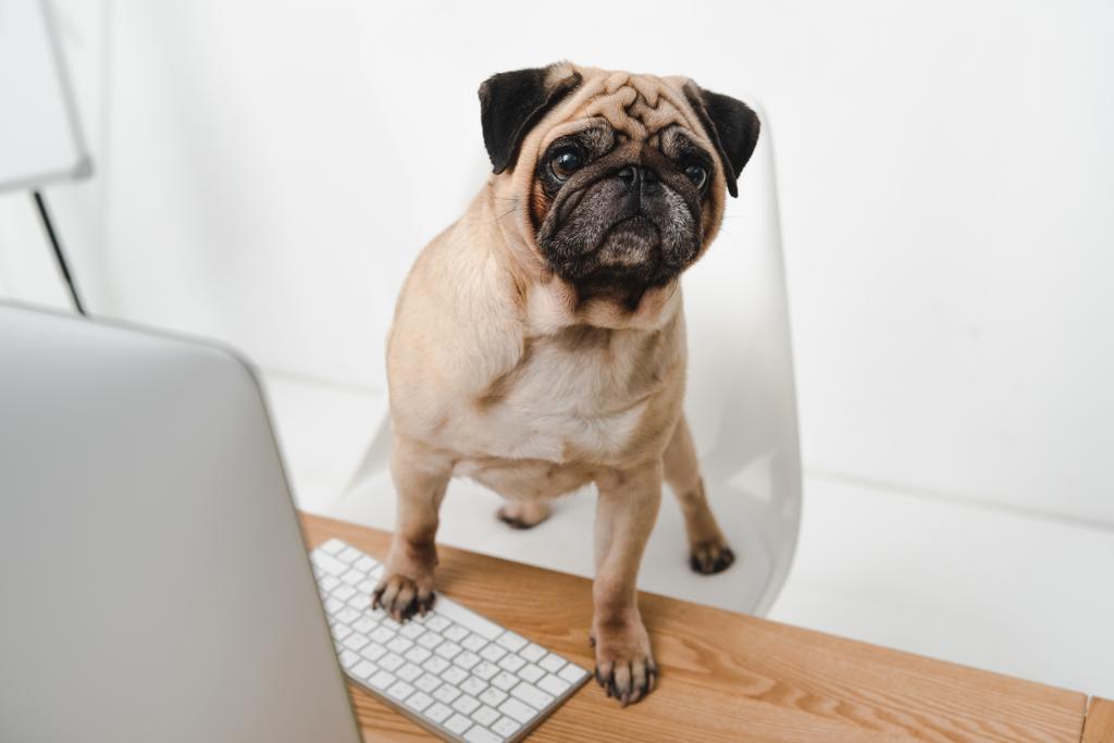 Business Dog pöytätietokoneen kanssa
 - Valokuva, kuva