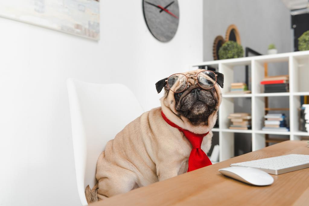 business dog in eyeglasses  - Photo, Image