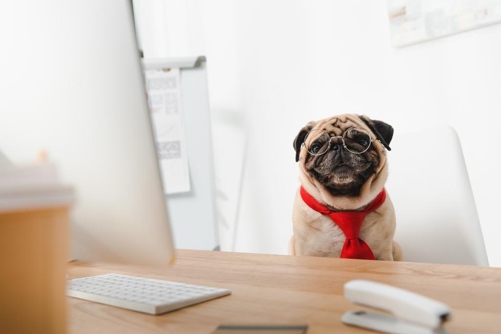 perro de negocios en el lugar de trabajo
 - Foto, imagen