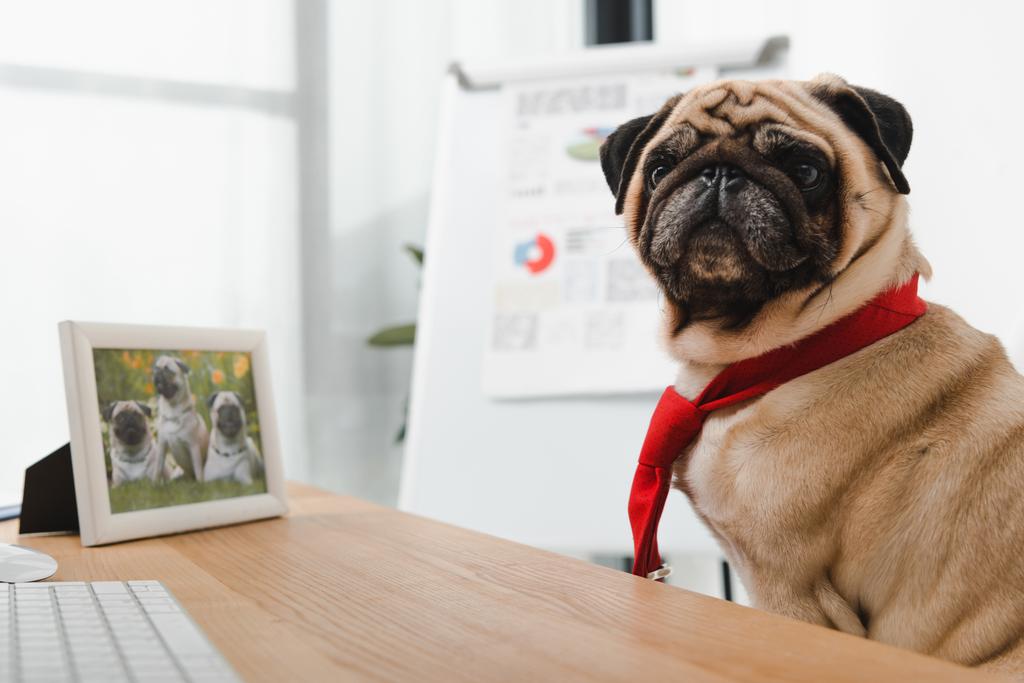 perro de negocios en corbata
 - Foto, imagen