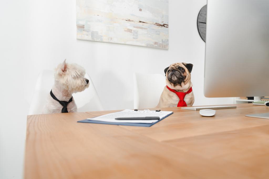 chiens d'affaires au bureau
 - Photo, image
