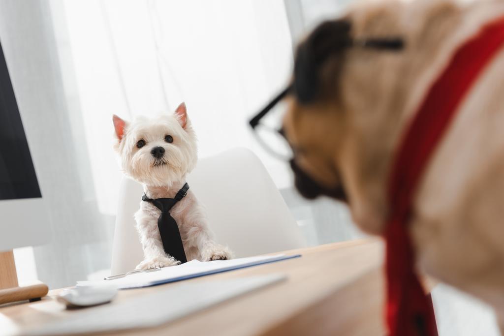 cães de negócios no escritório
 - Foto, Imagem