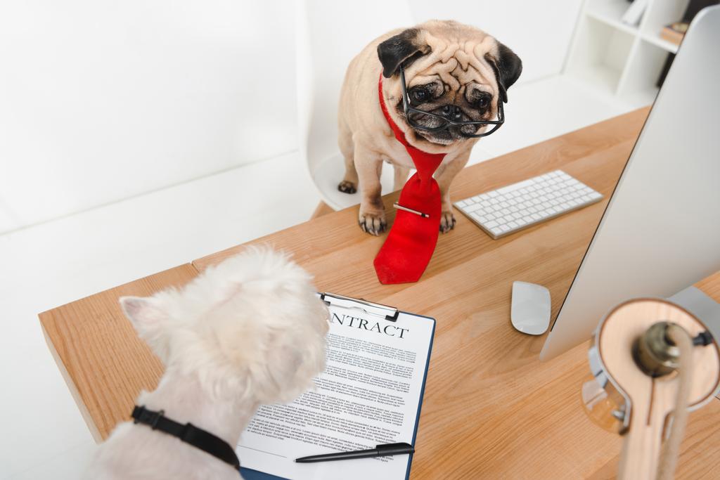 business dogs in office - Photo, Image