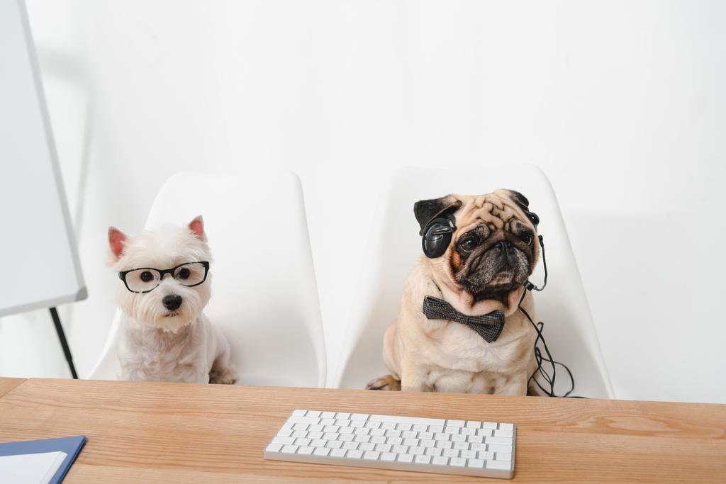biznesowe psy w miejscu pracy - Zdjęcie, obraz