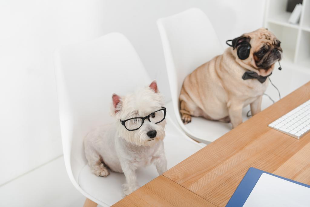 бізнес собаки на робочому місці
 - Фото, зображення