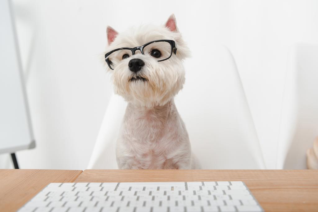 бізнес собака в окулярах
 - Фото, зображення