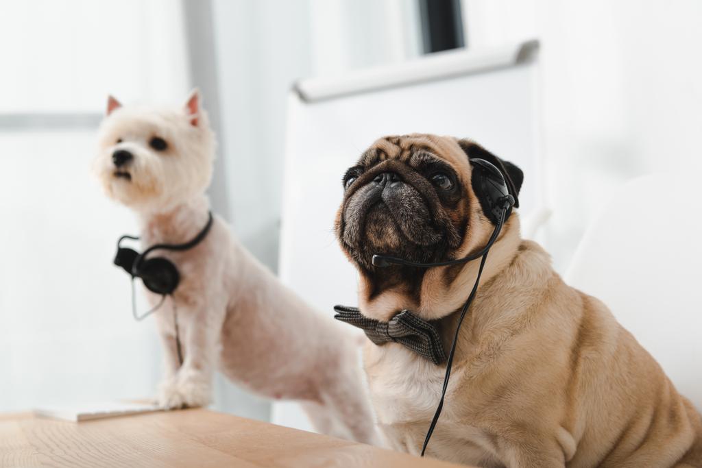 business dogs with headsets - Photo, Image