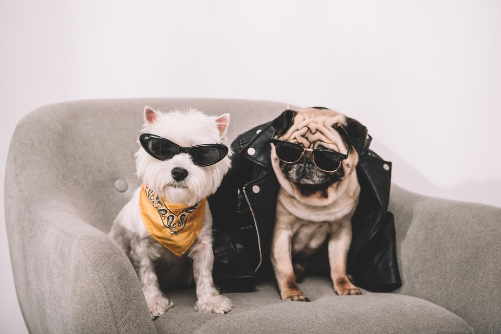 stylish dogs in sunglasses - Photo, Image