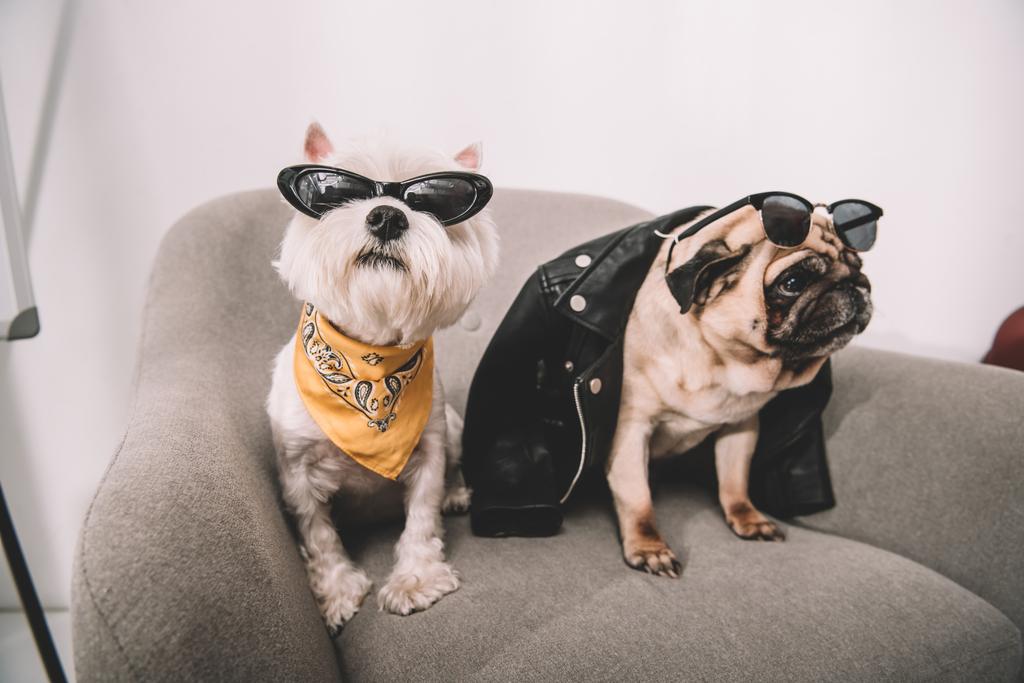 cães elegantes em óculos de sol
 - Foto, Imagem