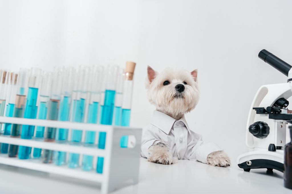 σκύλος με σωλήνες δοκιμής και μικροσκόπιο  - Φωτογραφία, εικόνα