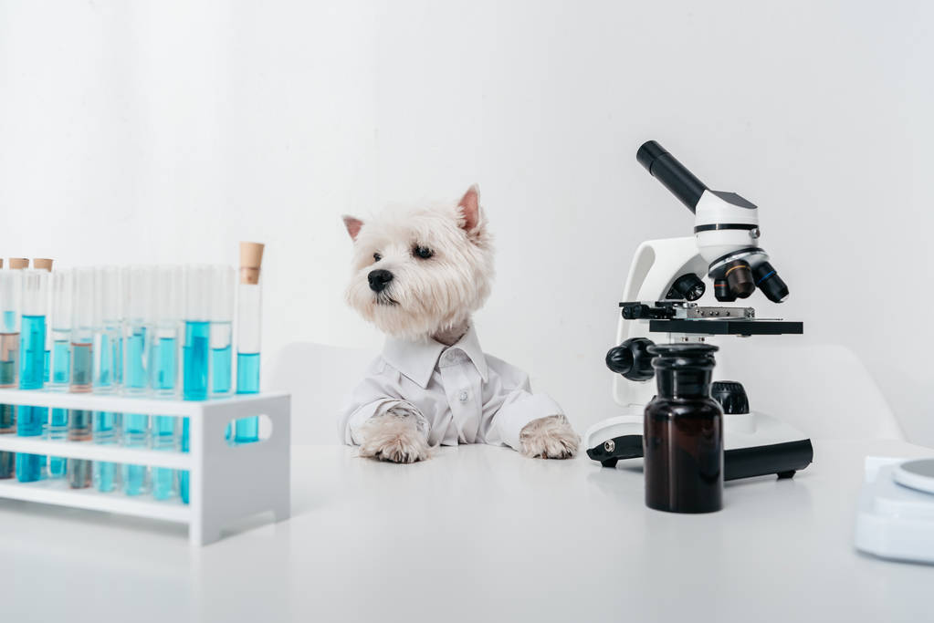 собака з пробірками і мікроскопом
  - Фото, зображення