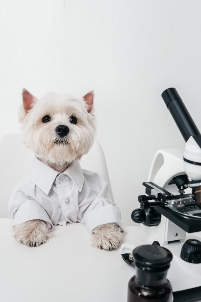 west highland white terrier with microscope - Photo, Image